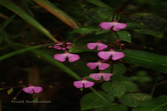 Impatiens viscosa